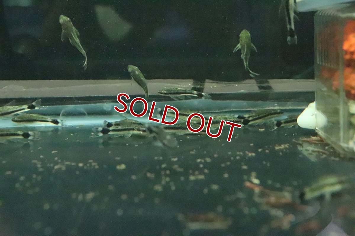 画像7: 【淡水魚】ブラジル便 オトシンクルス ガマ産 ワイルド【１匹】(ナマズ)(生体)(淡水)NK (7)