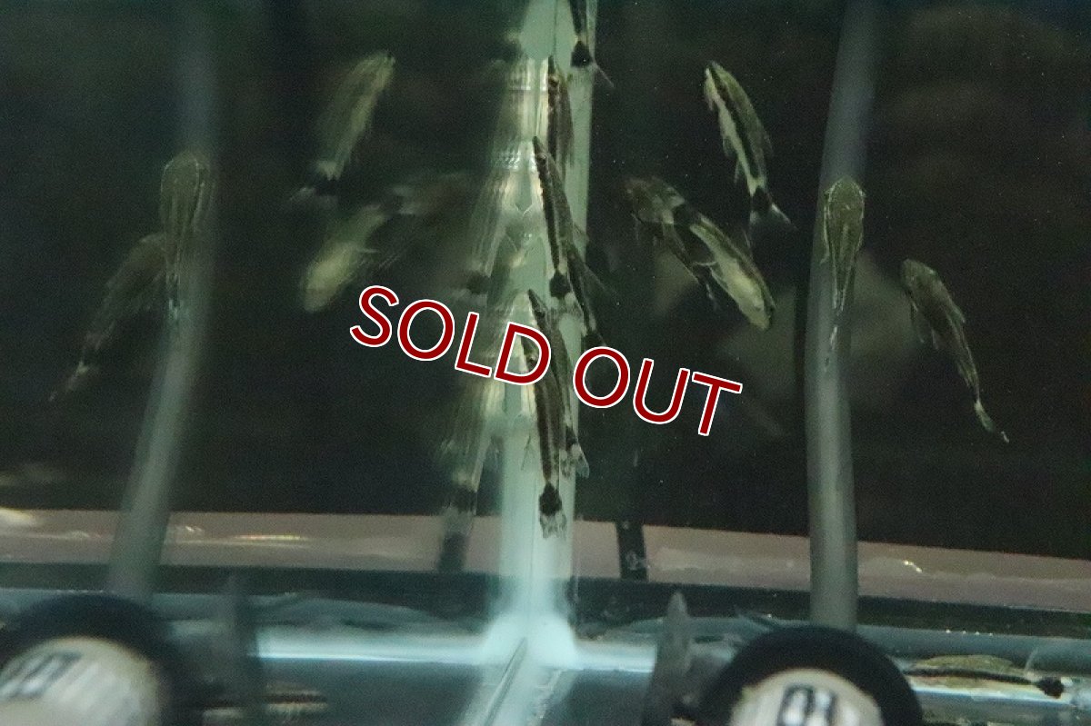 画像8: 【淡水魚】ブラジル便 オトシンクルス ガマ産 ワイルド【１匹】(ナマズ)(生体)(淡水)NK (8)