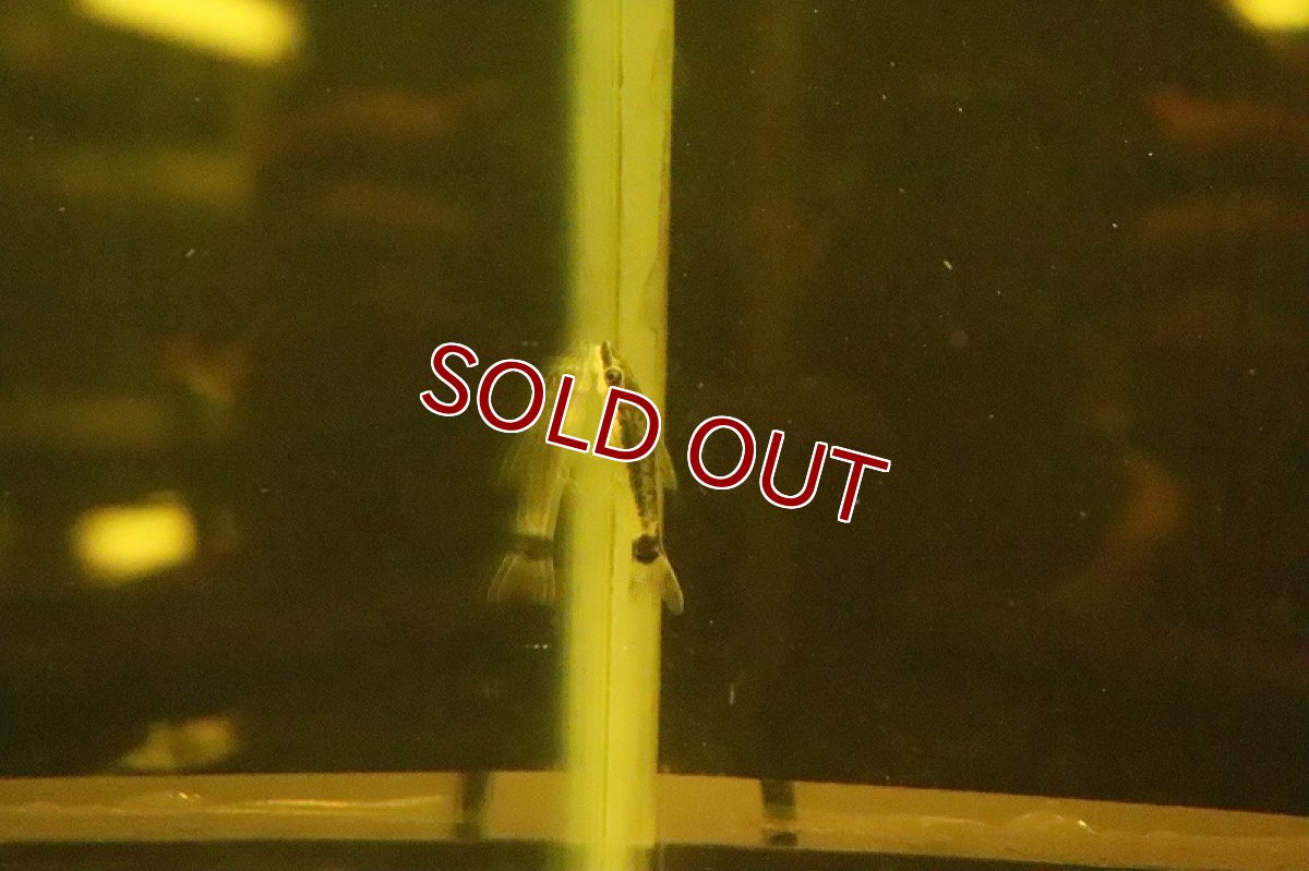 画像3: 【淡水魚】【通販】ブラジル便 オトシンクルス プルス産 ワイルド【１匹】(±3.5-4cm)(オトシン)(生体)(淡水)NK (3)