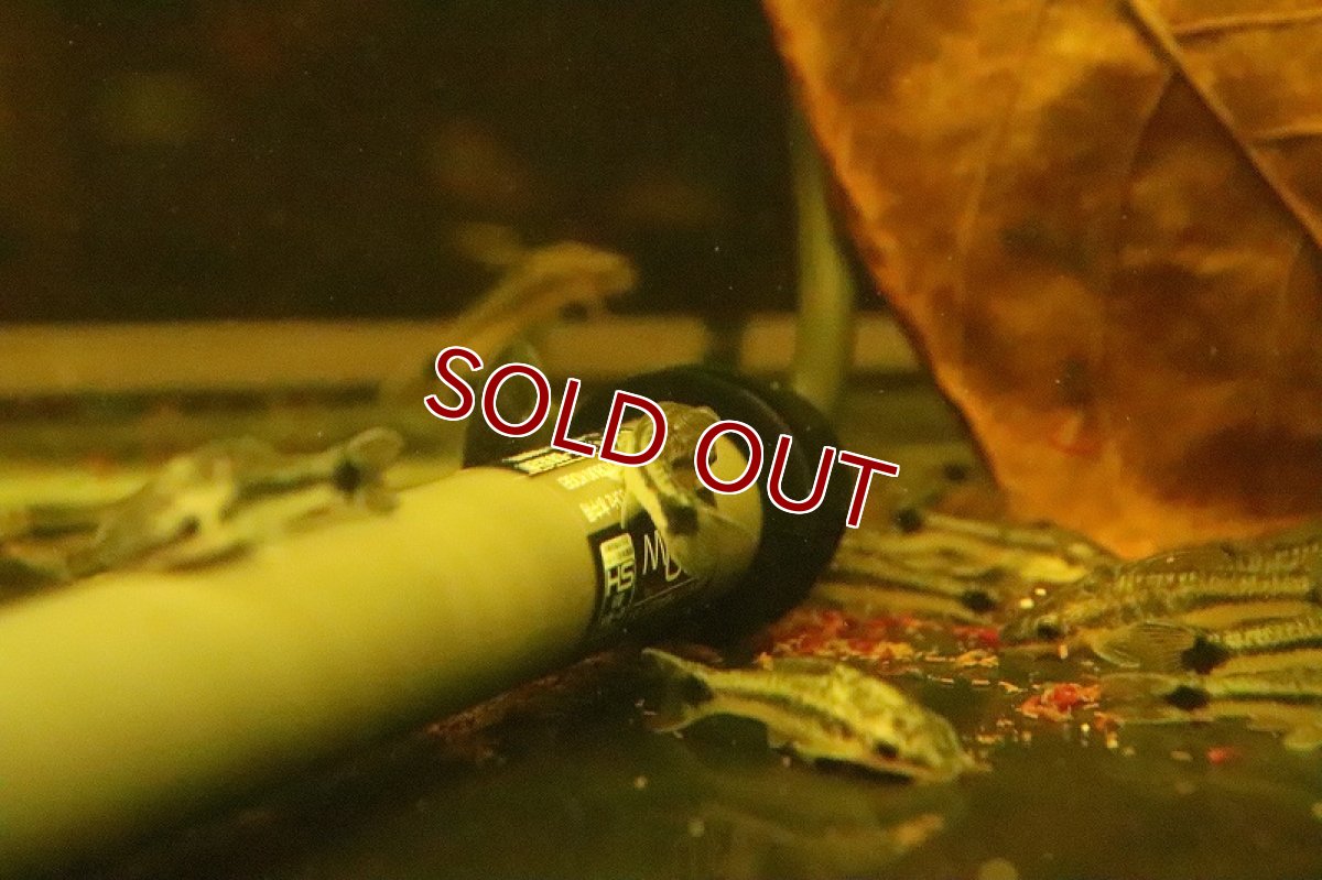 画像4: 【淡水魚】【通販】ブラジル便 オトシンクルス プルス産 ワイルド【１匹】(±3.5-4cm)(オトシン)(生体)(淡水)NK (4)