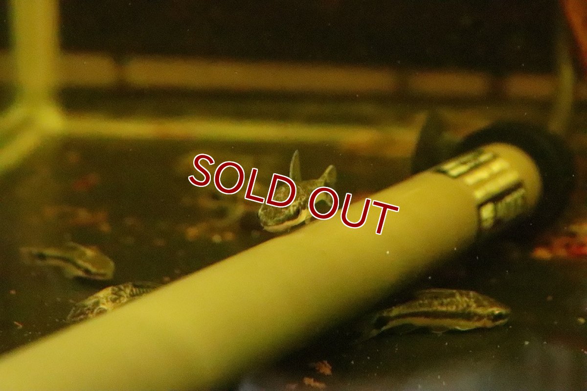 画像5: 【淡水魚】【通販】ブラジル便 オトシンクルス プルス産 ワイルド【１匹】(±3.5-4cm)(オトシン)(生体)(淡水)NK (5)