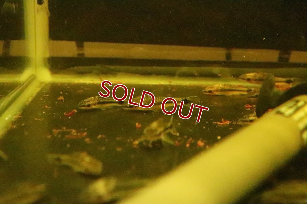 画像6: 【淡水魚】【通販】ブラジル便 オトシンクルス プルス産 ワイルド【１匹】(±3.5-4cm)(オトシン)(生体)(淡水)NK (6)