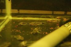 画像6: 【淡水魚】【通販】ブラジル便 オトシンクルス プルス産 ワイルド【１匹】(±3.5-4cm)(オトシン)(生体)(淡水)NK (6)