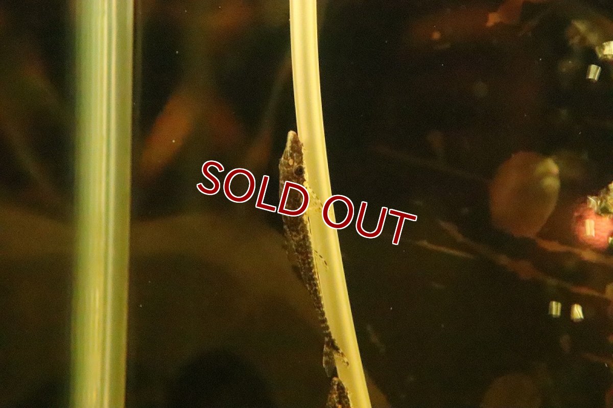 画像2: 【淡水魚】激レア マラリアオトシン リオプレト ダ エヴァ産 ワイルド【１匹】(オトシン)(生体)(淡水)NK (2)