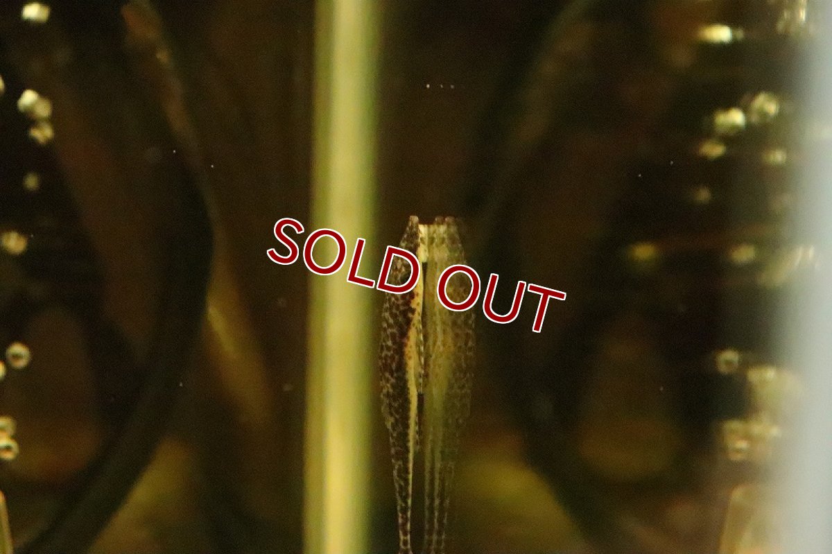 画像3: 【淡水魚】激レア マラリアオトシン リオプレト ダ エヴァ産 ワイルド【１匹】(オトシン)(生体)(淡水)NK (3)