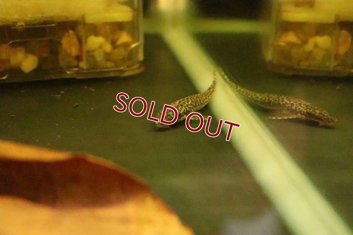 画像4: 【淡水魚】激レア マラリアオトシン リオプレト ダ エヴァ産 ワイルド【１匹】(オトシン)(生体)(淡水)NK (4)