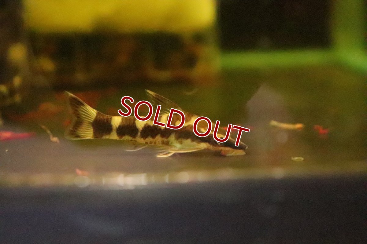 画像2: 【淡水魚】【通販】リアル ゼブラオオトシンクルス ワイルド【1匹 サンプル画像】(コケ取り)(生体)(淡水)NK (2)