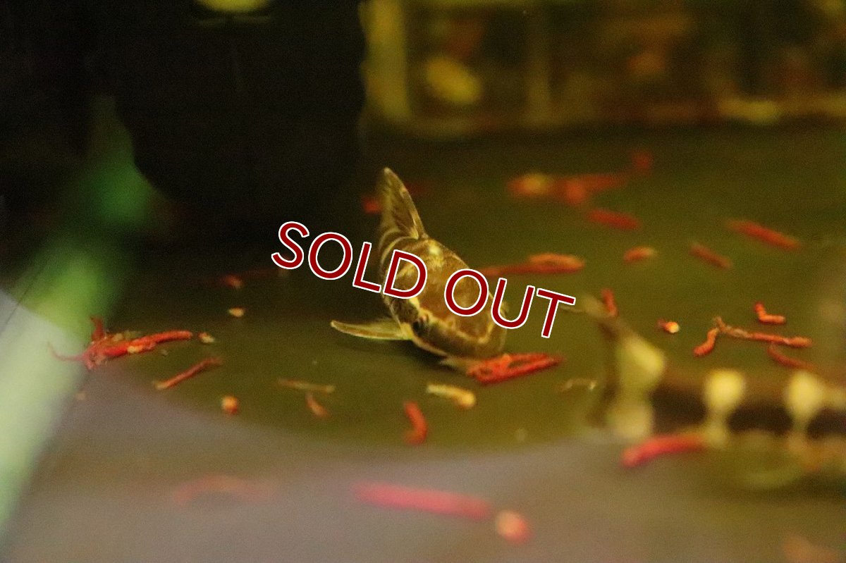 画像3: 【淡水魚】【通販】リアル ゼブラオオトシンクルス ワイルド【1匹 サンプル画像】(コケ取り)(生体)(淡水)NK (3)