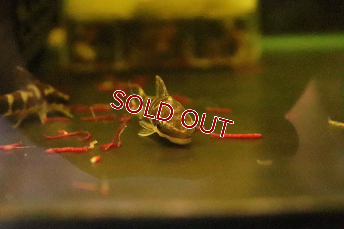 画像4: 【淡水魚】【通販】リアル ゼブラオオトシンクルス ワイルド【1匹 サンプル画像】(コケ取り)(生体)(淡水)NK (4)