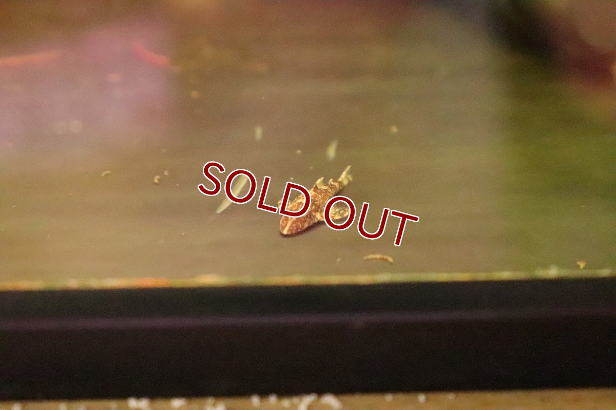 画像2: 【淡水魚】今回限定激安 ブラジル便 レア種 グリーンドットパラオトシン ワイルド【1匹 サンプル画像】(生体)(淡水)NK (2)