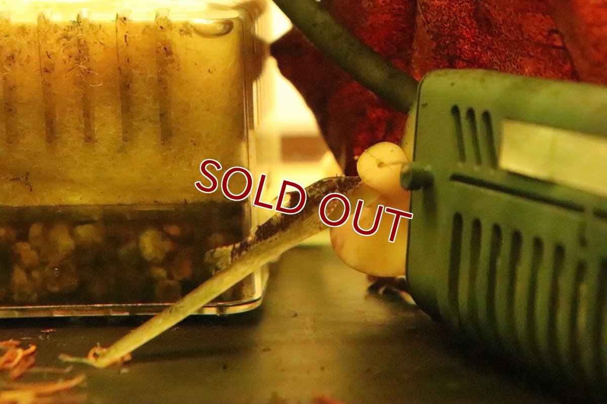 画像3: 【淡水魚】今回限定激安 ブラジル便 レア種 グリーンドットパラオトシン ワイルド【1匹 サンプル画像】(生体)(淡水)NK (3)