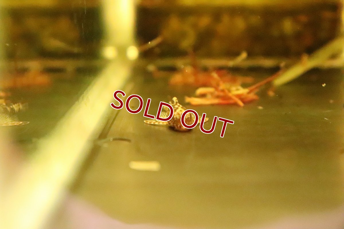 画像4: 【淡水魚】今回限定激安 ブラジル便 レア種 グリーンドットパラオトシン ワイルド【1匹 サンプル画像】(生体)(淡水)NK (4)