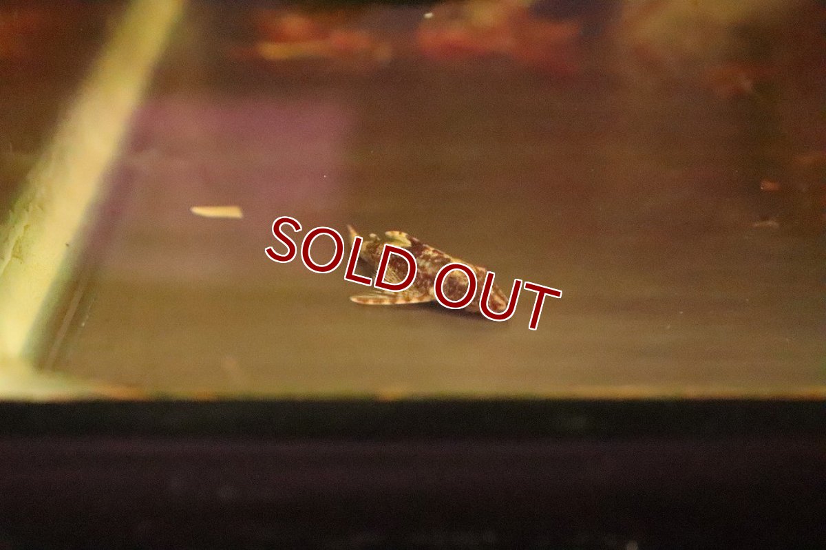 画像5: 【淡水魚】今回限定激安 ブラジル便 レア種 グリーンドットパラオトシン ワイルド【1匹 サンプル画像】(生体)(淡水)NK (5)