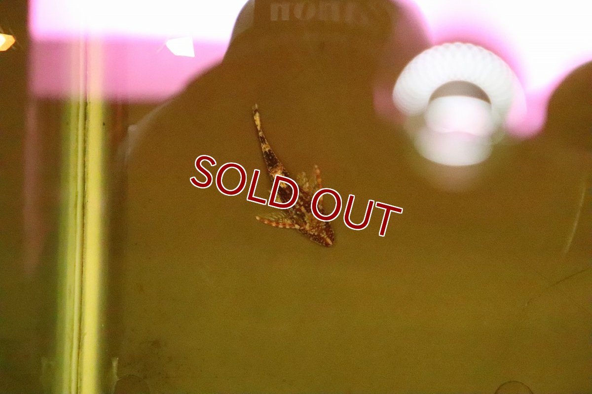 画像6: 【淡水魚】今回限定激安 ブラジル便 レア種 グリーンドットパラオトシン ワイルド【1匹 サンプル画像】(生体)(淡水)NK (6)