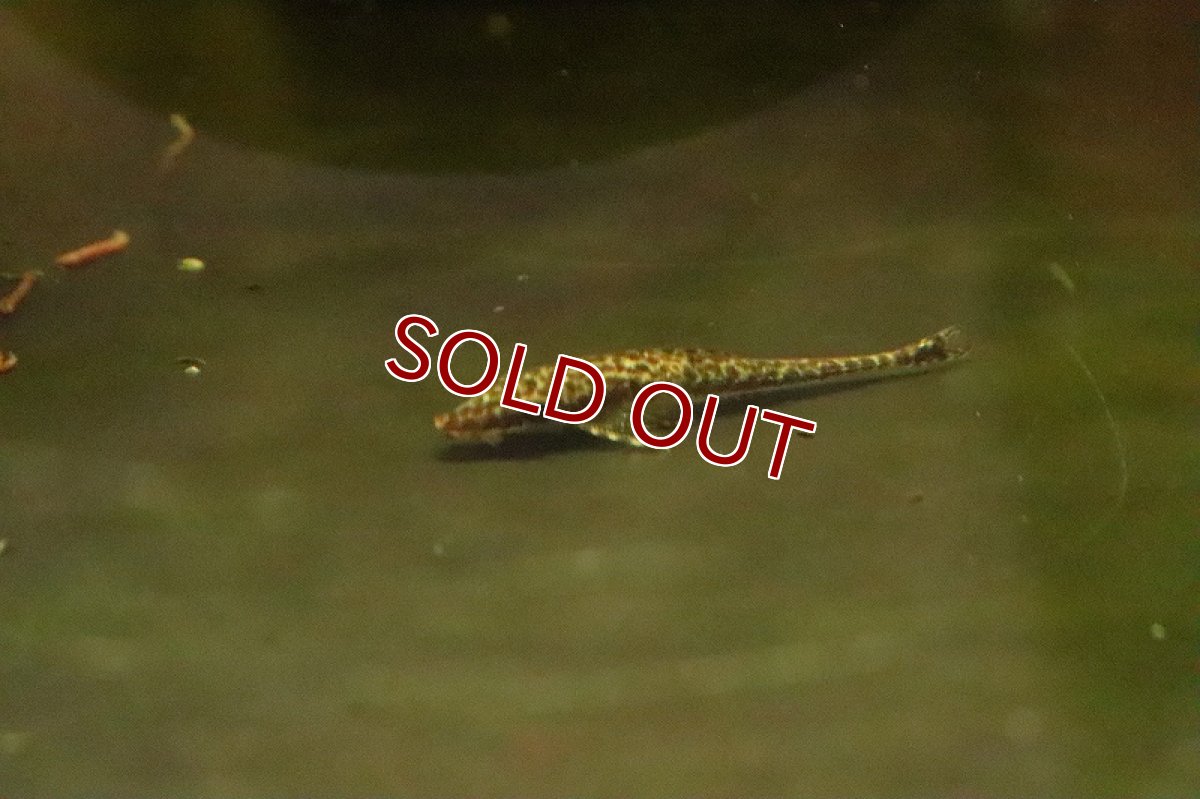 画像2: 【淡水魚】大特価 激レア マラリアオトシン マニコレ産 ワイルド【1匹 サンプル画像】(オトシン)(生体)(淡水)NK (2)