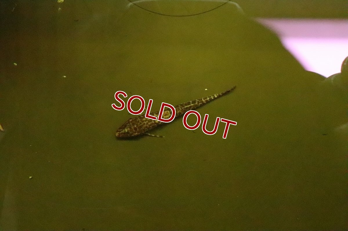 画像3: 【淡水魚】大特価 激レア マラリアオトシン マニコレ産 ワイルド【1匹 サンプル画像】(オトシン)(生体)(淡水)NK (3)