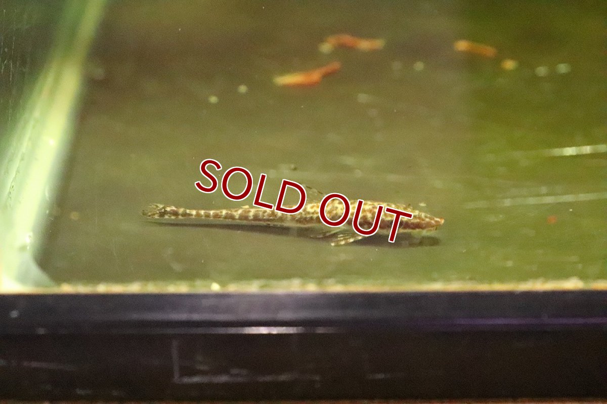 画像4: 【淡水魚】大特価 激レア マラリアオトシン マニコレ産 ワイルド【1匹 サンプル画像】(オトシン)(生体)(淡水)NK (4)