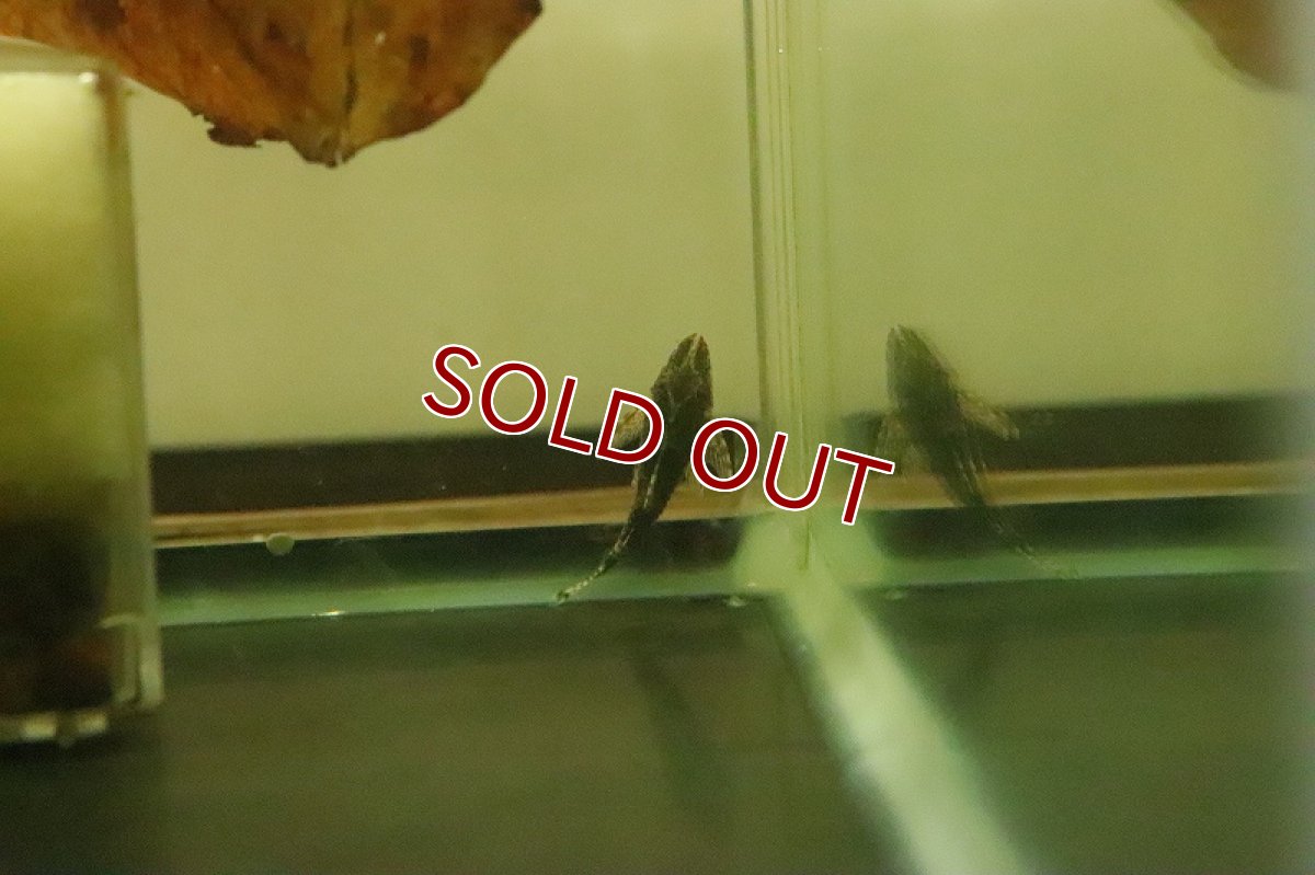 画像2: 【淡水魚】ブラジル便レア種 グリーンドットパラオトシン ウルブー産 ワイルド【１匹】(オトシン)(生体)(淡水)NK (2)