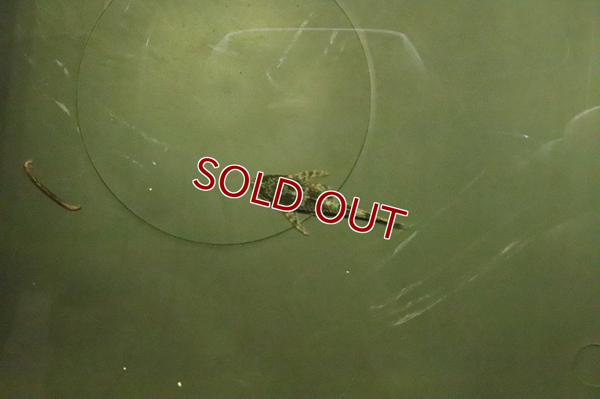 画像3: 【淡水魚】ブラジル便レア種 グリーンドットパラオトシン ウルブー産 ワイルド【１匹】(オトシン)(生体)(淡水)NK (3)