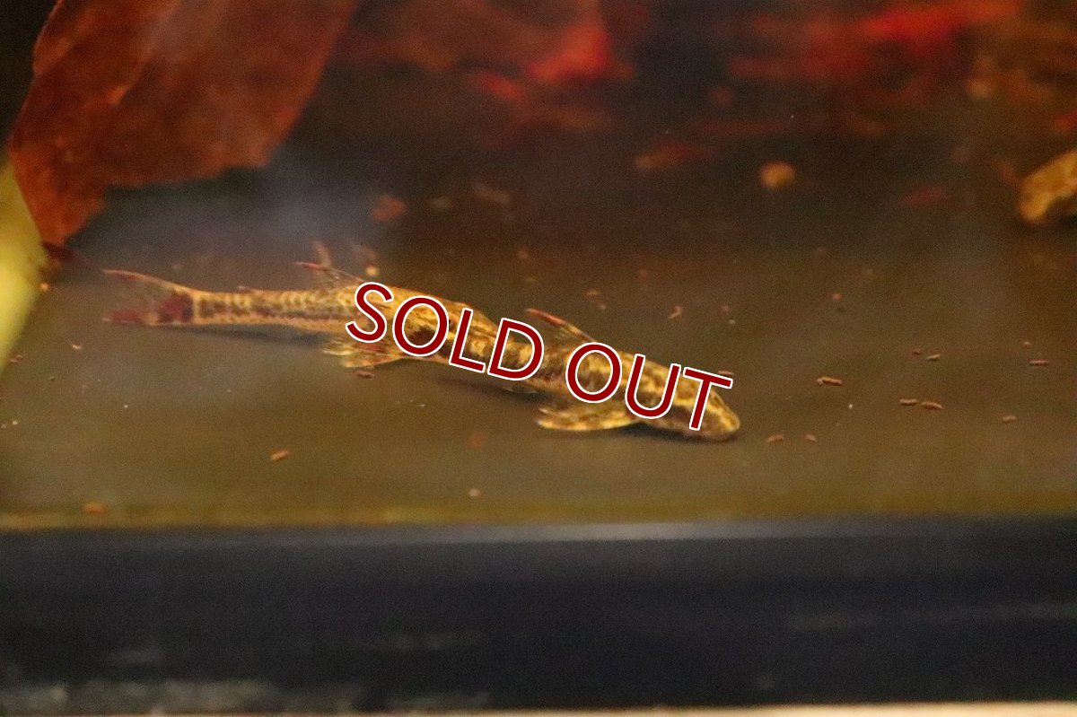 画像2: 【淡水魚】【通販】パラオトシン マクリコウダ ワイルド【1匹 サンプル画像】(オトシン)(生体)(淡水)NK (2)