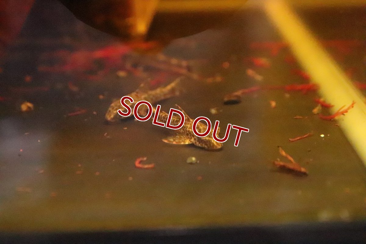 画像3: 【淡水魚】【通販】パラオトシン マクリコウダ ワイルド【1匹 サンプル画像】(オトシン)(生体)(淡水)NK (3)