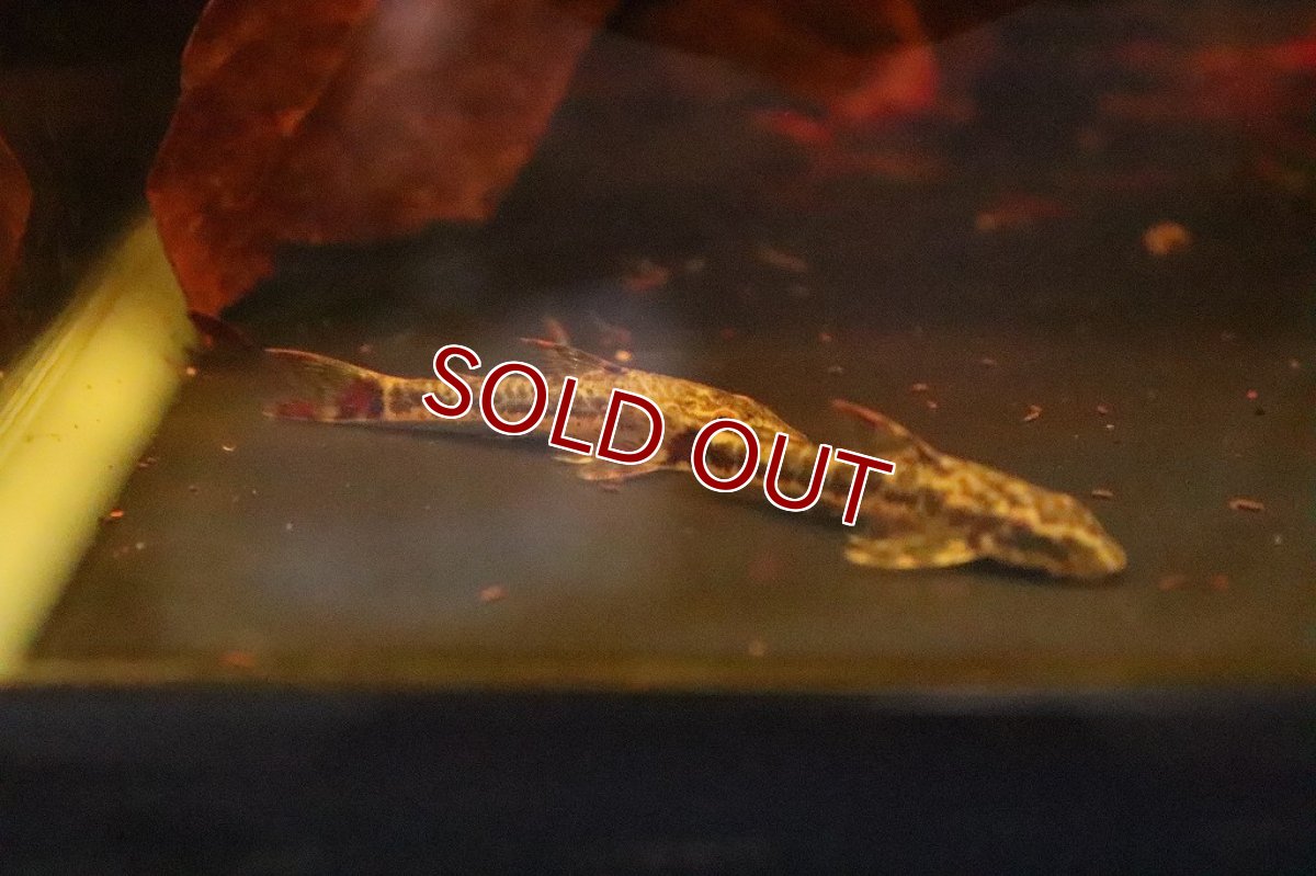 画像4: 【淡水魚】【通販】パラオトシン マクリコウダ ワイルド【1匹 サンプル画像】(オトシン)(生体)(淡水)NK (4)