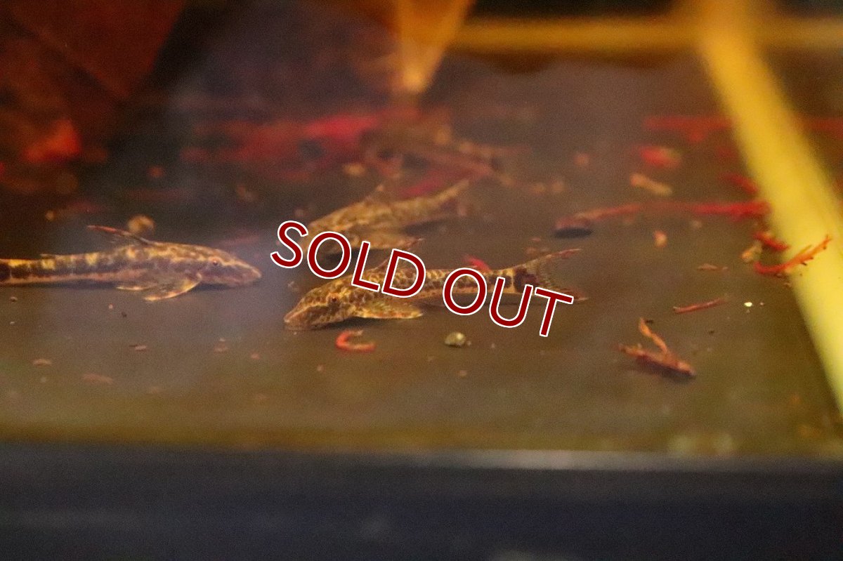 画像6: 【淡水魚】【通販】パラオトシン マクリコウダ ワイルド【1匹 サンプル画像】(オトシン)(生体)(淡水)NK (6)