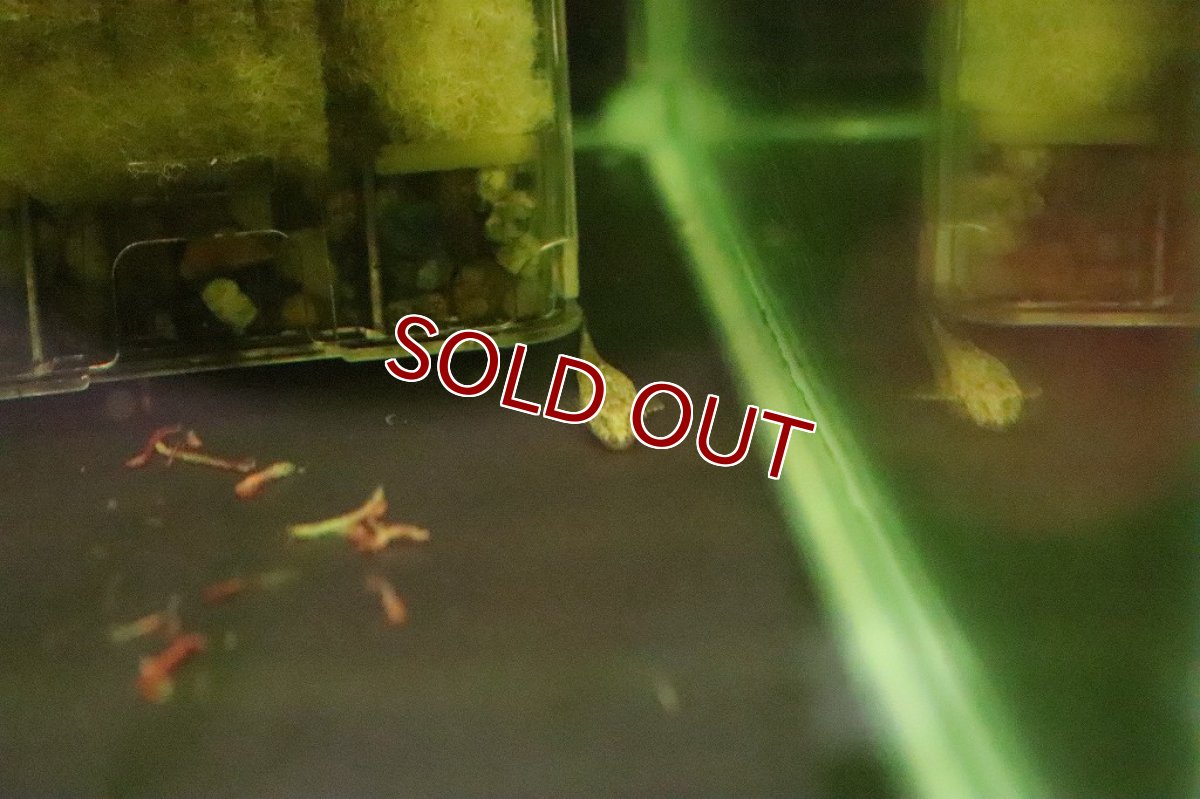 画像2: 【淡水魚】激レア マラリアオトシン ウルブー産 ワイルド【１匹】(オトシン)(生体)(淡水)NK (2)