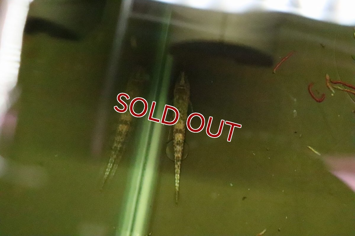 画像3: 【淡水魚】激レア マラリアオトシン ウルブー産 ワイルド【１匹】(オトシン)(生体)(淡水)NK (3)