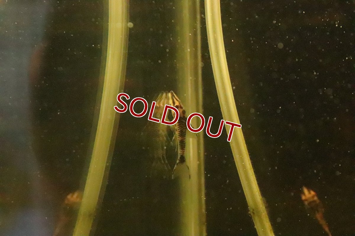 画像2: 【淡水魚】【通販】激レア ホワイトバンパイアオトシン ワイルド【1匹 サンプル画像】(オトシン)(生体)(淡水)NK (2)