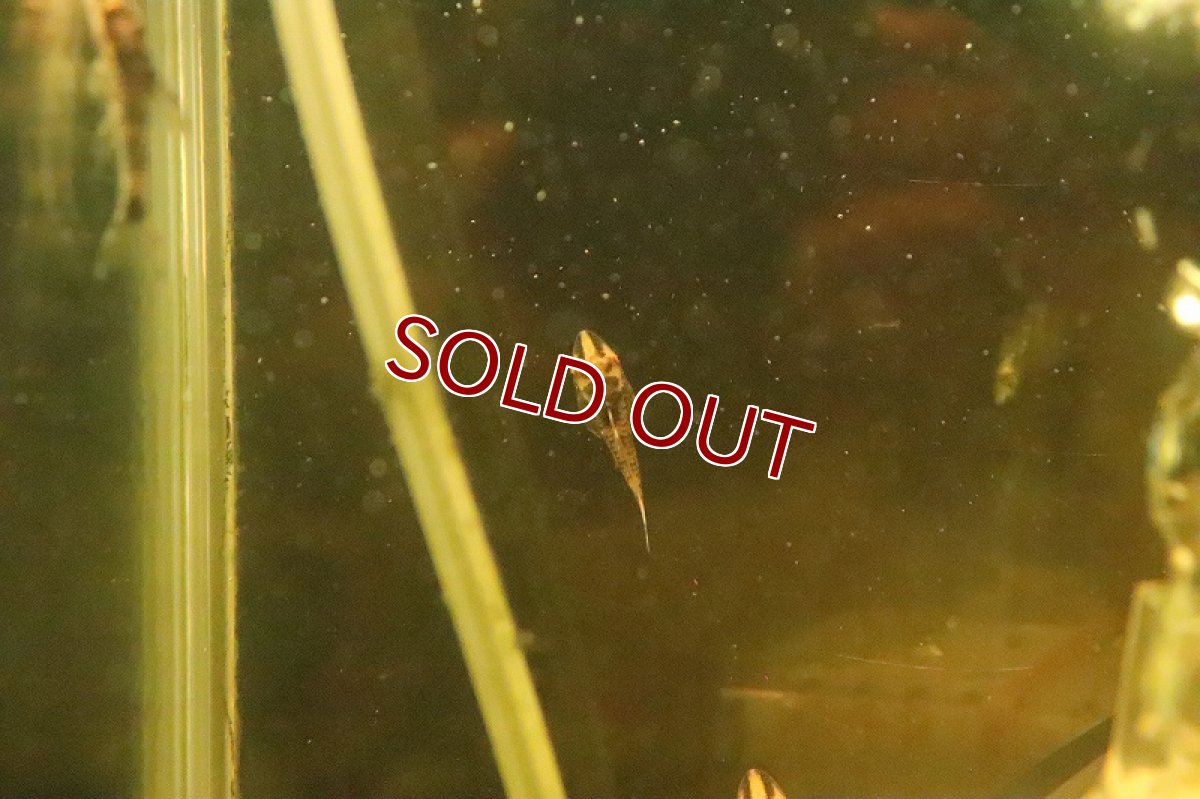 画像3: 【淡水魚】【通販】激レア ホワイトバンパイアオトシン ワイルド【1匹 サンプル画像】(オトシン)(生体)(淡水)NK (3)