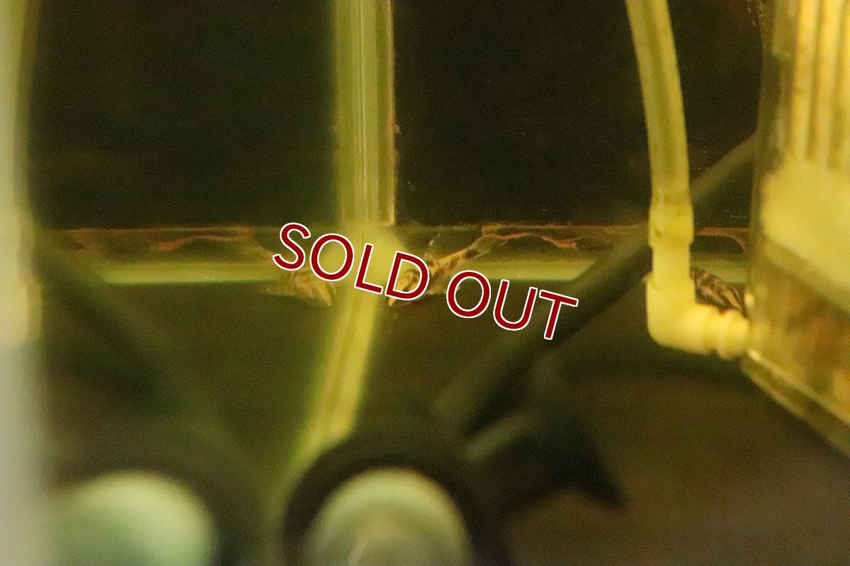 画像4: 【淡水魚】【通販】激レア ホワイトバンパイアオトシン ワイルド【1匹 サンプル画像】(オトシン)(生体)(淡水)NK (4)