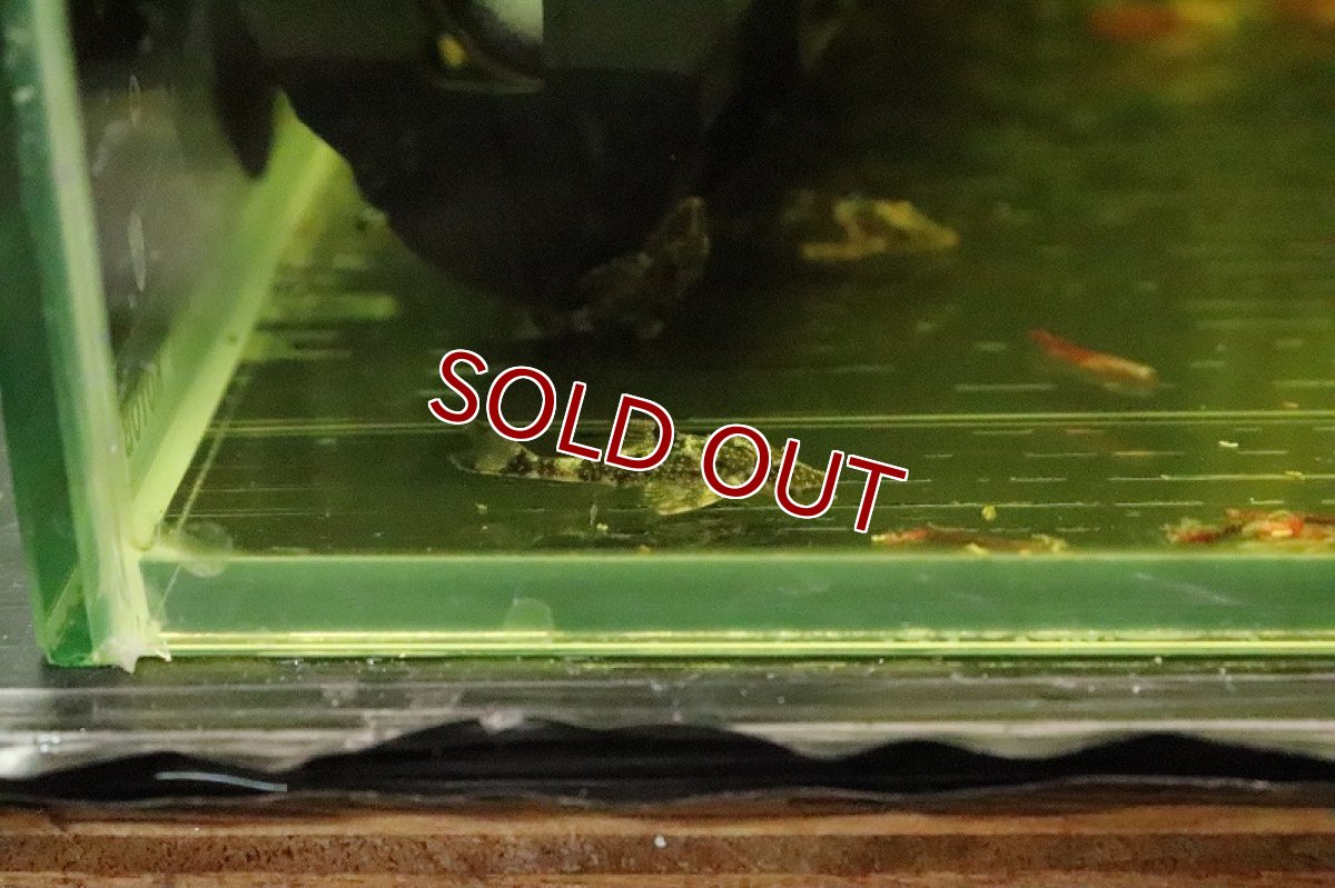 画像2: 特価 グリーンドットパラオトシン ワイルド【1匹 サンプル画像販売】(オトシン)（生体）（熱帯魚）NK (2)