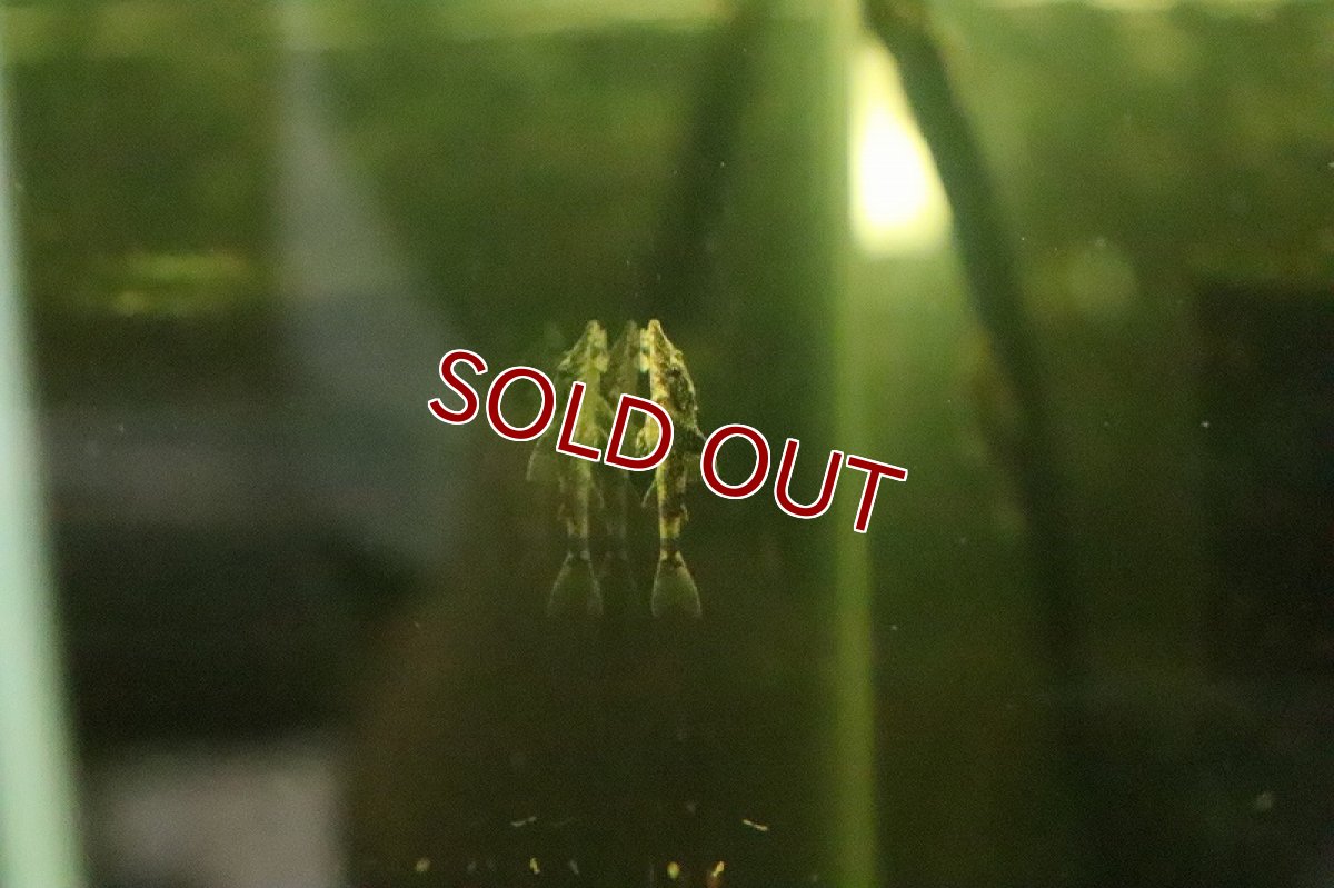 画像3: 特価 グリーンドットパラオトシン ワイルド【1匹 サンプル画像販売】(オトシン)（生体）（熱帯魚）NK (3)