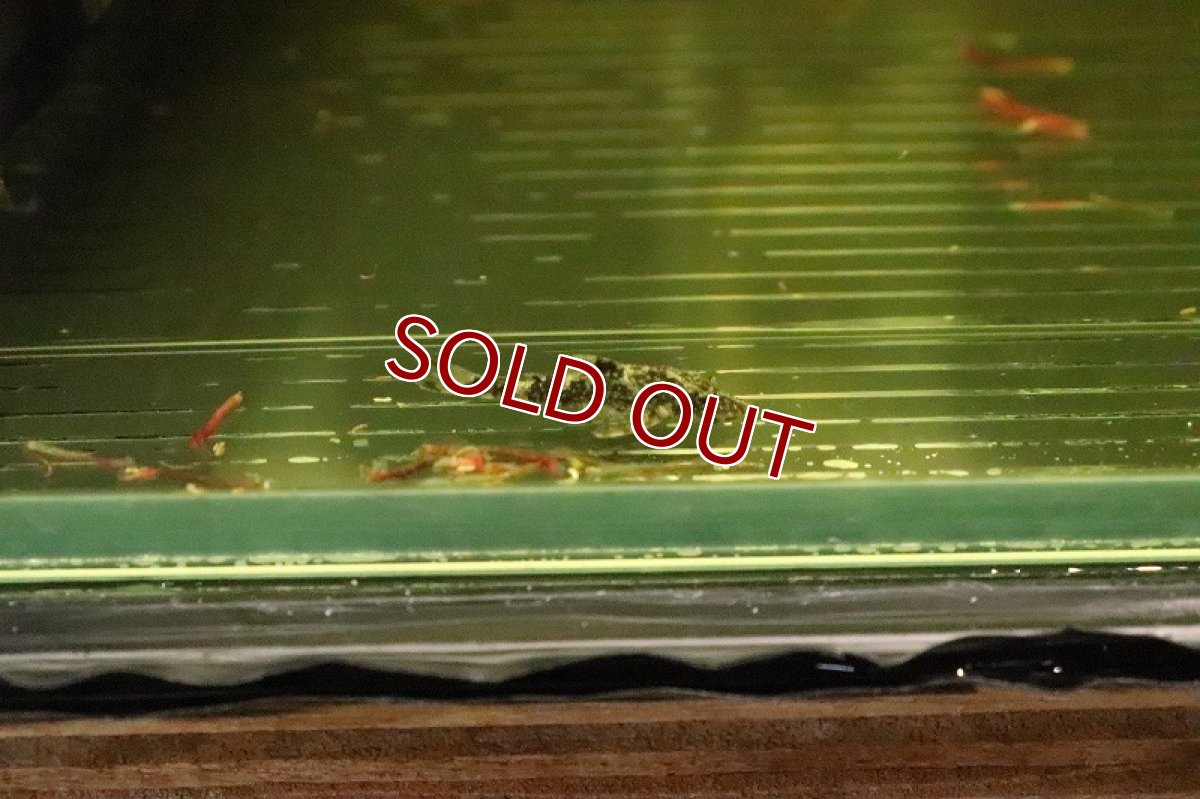 画像4: 特価 グリーンドットパラオトシン ワイルド【1匹 サンプル画像販売】(オトシン)（生体）（熱帯魚）NK (4)