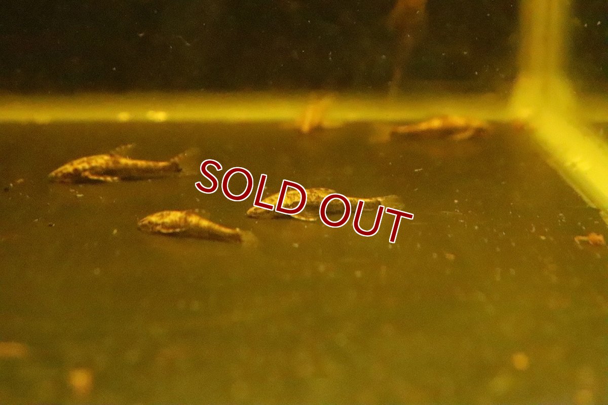 画像2: 【淡水魚】特価 レア種 タイガーバンパイアオトシン ワイルド【1匹 サンプル画像販売】(オトシン)（生体）（熱帯魚）NK (2)