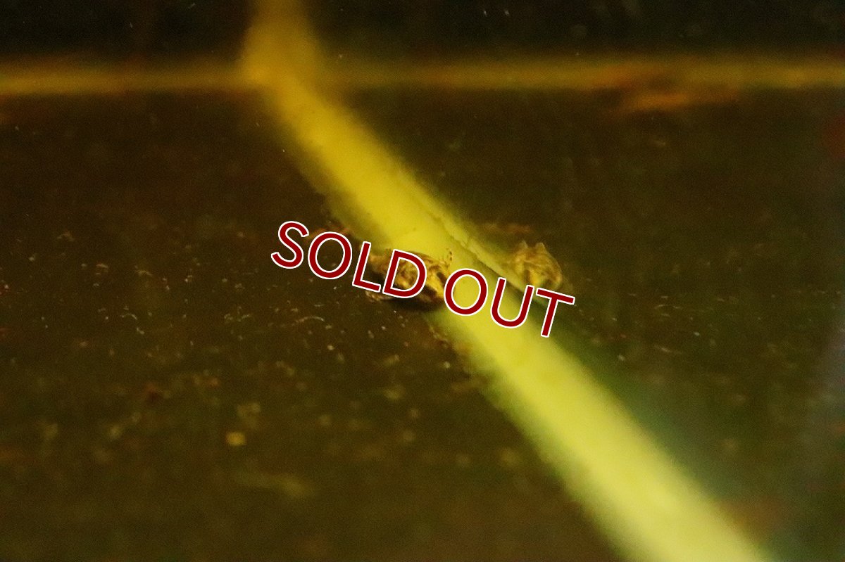 画像3: 【淡水魚】特価 レア種 タイガーバンパイアオトシン ワイルド【1匹 サンプル画像販売】(オトシン)（生体）（熱帯魚）NK (3)