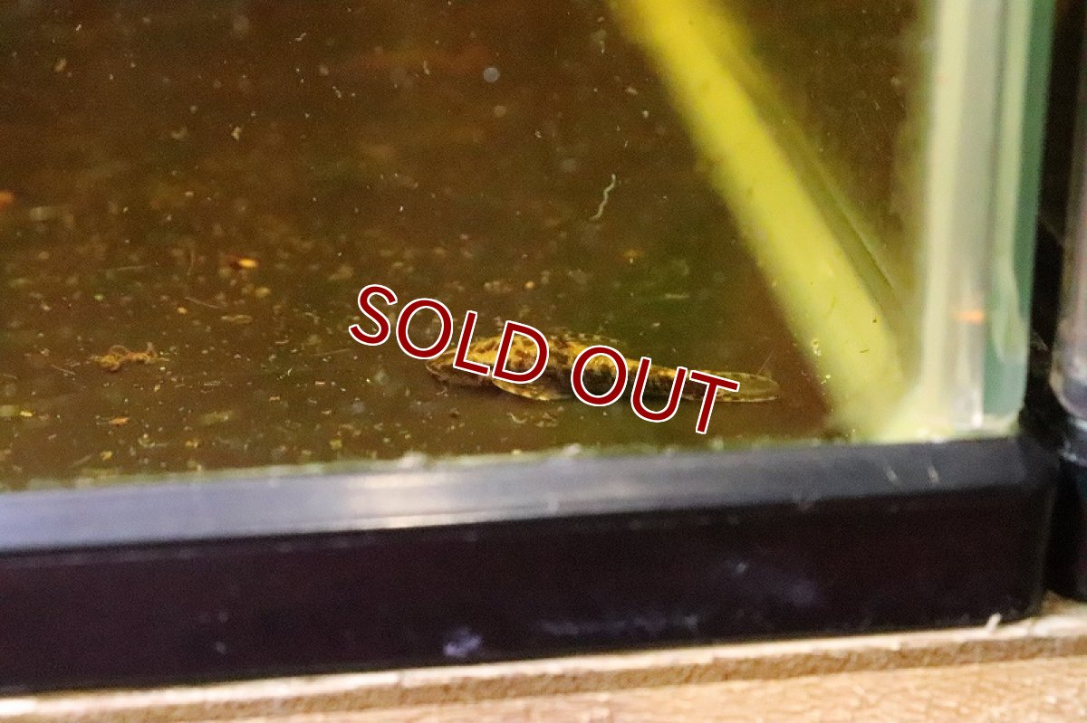 画像4: 【淡水魚】特価 レア種 タイガーバンパイアオトシン ワイルド【1匹 サンプル画像販売】(オトシン)（生体）（熱帯魚）NK (4)