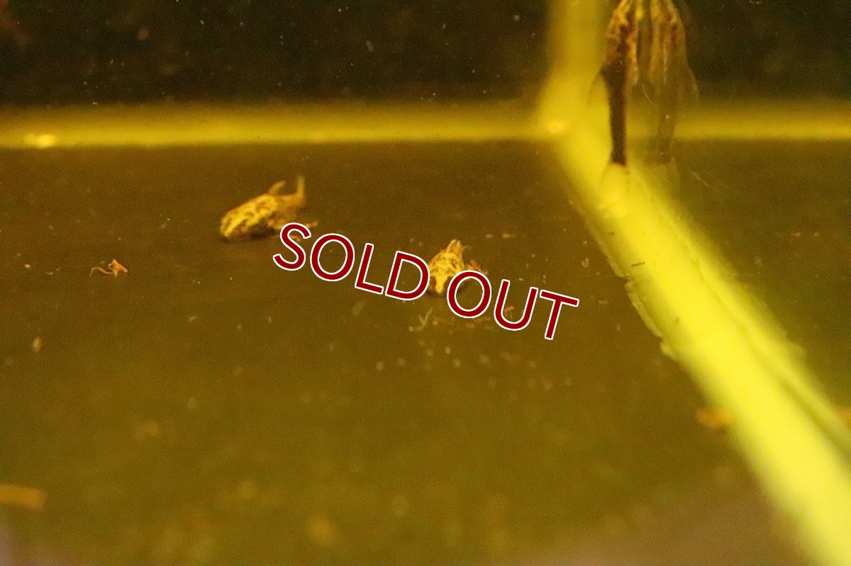 画像5: 【淡水魚】特価 レア種 タイガーバンパイアオトシン ワイルド【1匹 サンプル画像販売】(オトシン)（生体）（熱帯魚）NK (5)