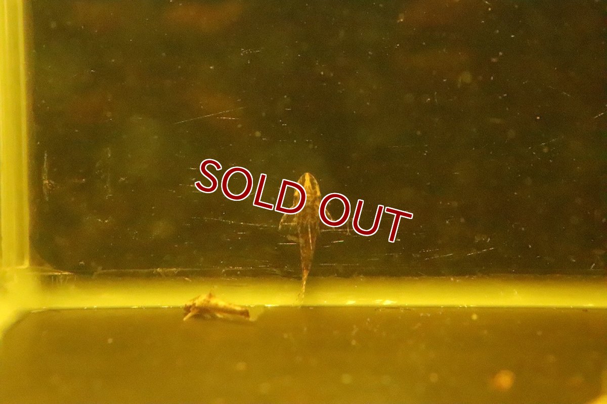 画像6: 【淡水魚】特価 レア種 タイガーバンパイアオトシン ワイルド【1匹 サンプル画像販売】(オトシン)（生体）（熱帯魚）NK (6)