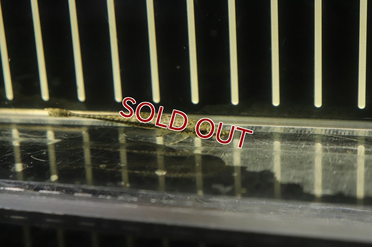 画像2: 【淡水魚】激レア マラリアオトシン ラーゴアカラ産 ワイルド【1匹 サンプル画像販売】(オトシン)（生体）（熱帯魚）NK (2)