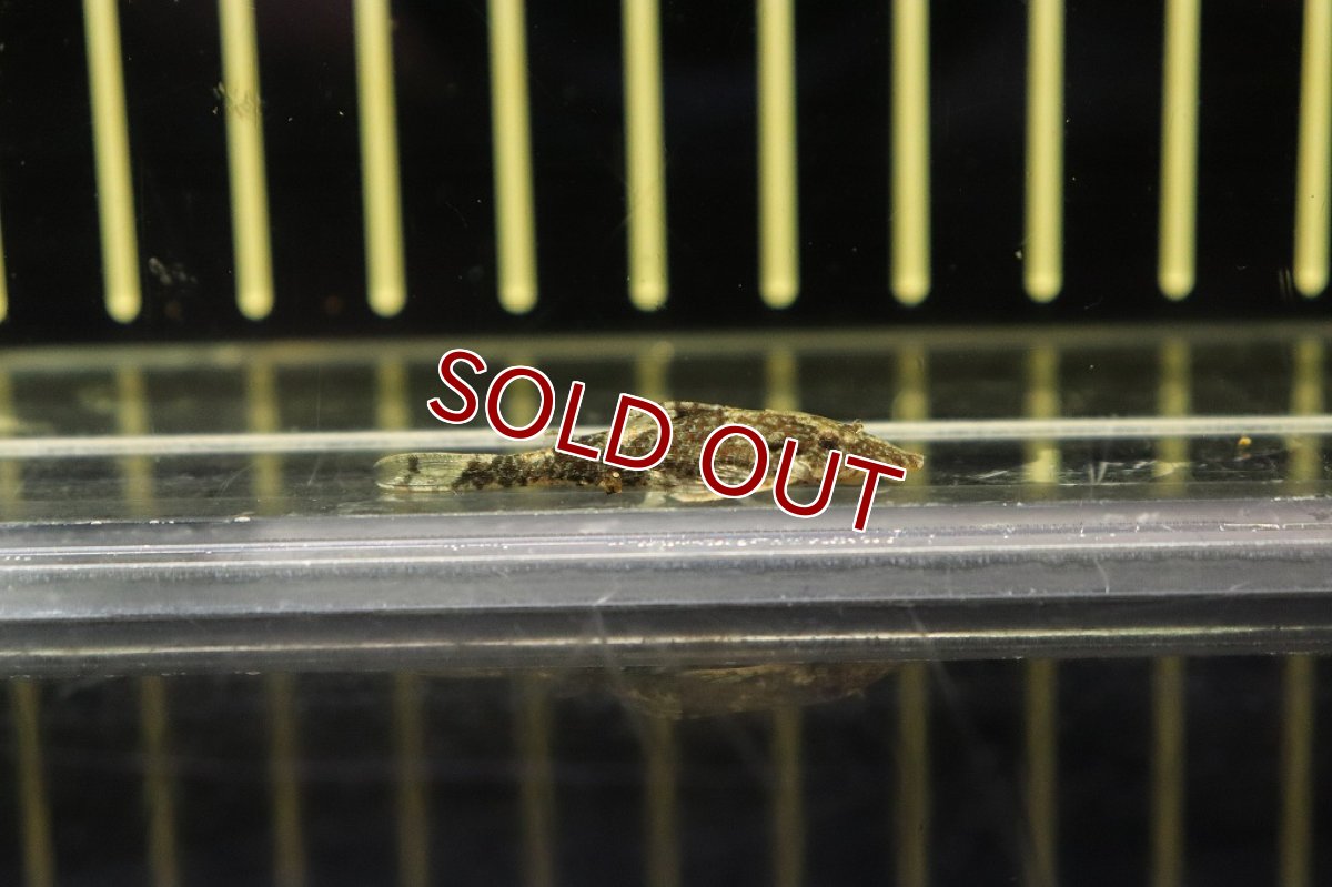 画像2: 【淡水魚】ブラジル便 レア種 グリーンドットパラオトシン サンタクルーズ産 ワイルド【1匹 サンプル画像販売】(オトシン（生体）（熱帯魚）NK (2)