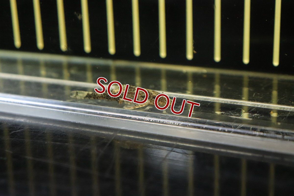 画像3: 【淡水魚】ブラジル便 レア種 グリーンドットパラオトシン サンタクルーズ産 ワイルド【1匹 サンプル画像販売】(オトシン（生体）（熱帯魚）NK (3)