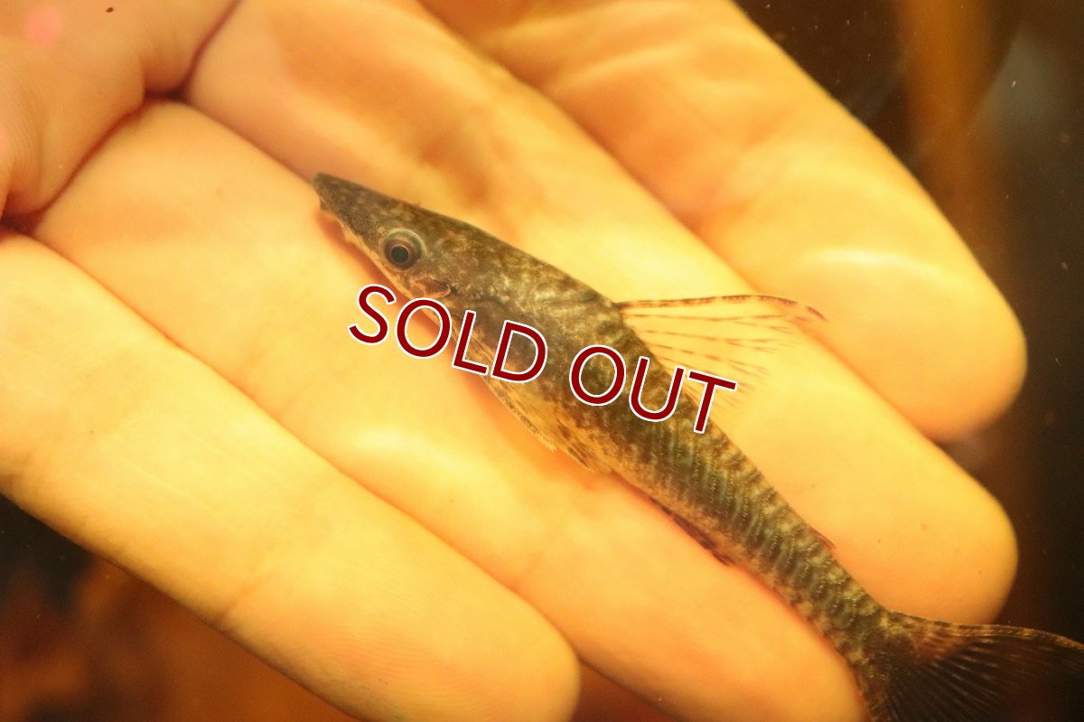 画像2: 【淡水魚】ジャイアントオトシン ワイルド【1匹 サンプル画像】(±4cm)(オトシン)（生体）（熱帯魚）NK (2)