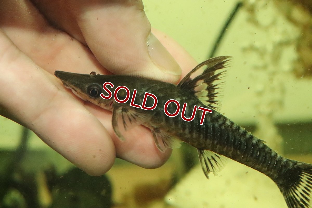 画像2: 【淡水魚】シャークフィンジャイアントオトシン ワイルド【1匹 サンプル画像】(±5-6cm)(オトシン)(生体)(淡水)NK (2)