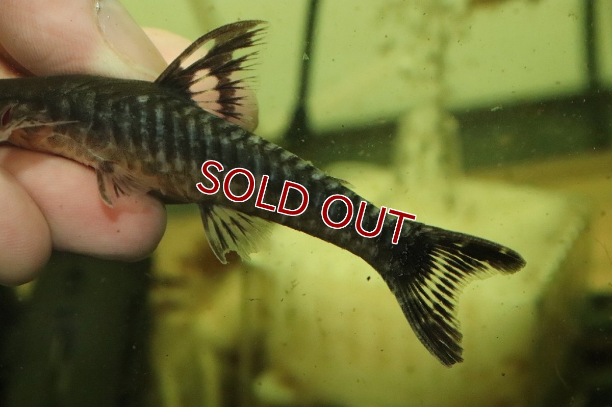 画像3: 【淡水魚】シャークフィンジャイアントオトシン ワイルド【1匹 サンプル画像】(±5-6cm)(オトシン)(生体)(淡水)NK (3)