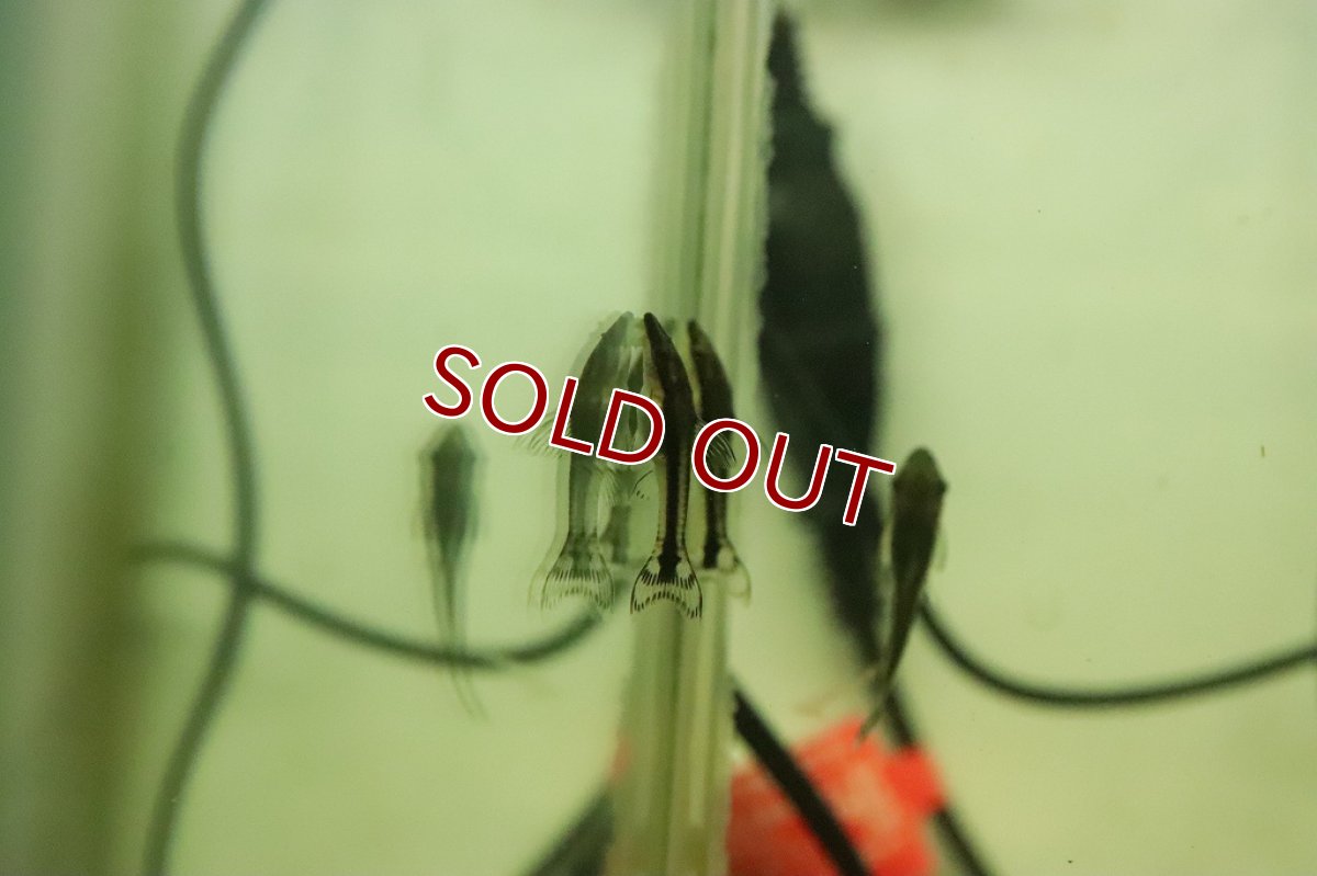 画像2: 【淡水魚】ブラジル オトシンクルス パンタナール産 ワイルド【１匹 サンプル画像】(オトシン)（生体）（熱帯魚）NK (2)