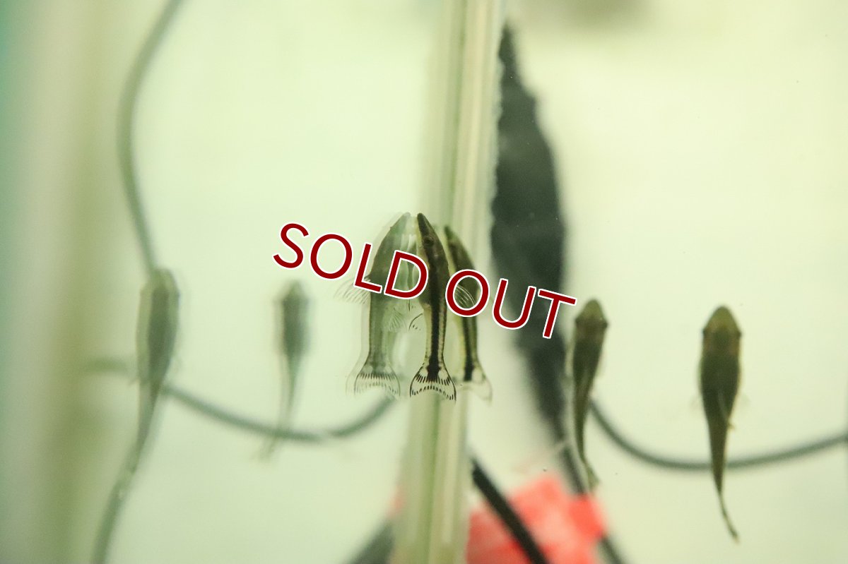 画像3: 【淡水魚】ブラジル オトシンクルス パンタナール産 ワイルド【１匹 サンプル画像】(オトシン)（生体）（熱帯魚）NK (3)