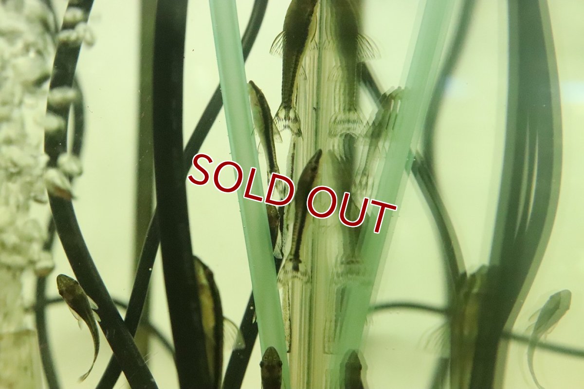 画像4: 【淡水魚】ブラジル オトシンクルス パンタナール産 ワイルド【１匹 サンプル画像】(オトシン)（生体）（熱帯魚）NK (4)