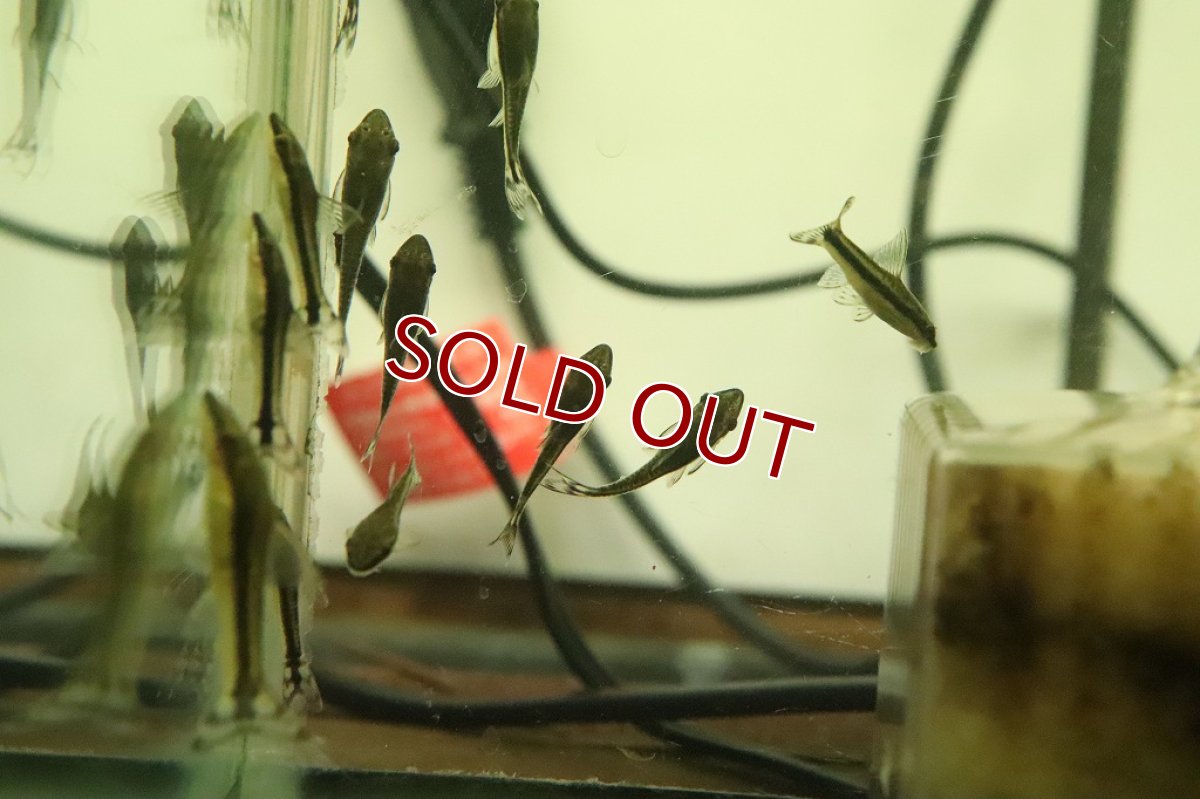 画像5: 【淡水魚】ブラジル オトシンクルス パンタナール産 ワイルド【１匹 サンプル画像】(オトシン)（生体）（熱帯魚）NK (5)